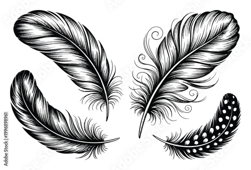 Black and White Feather with Detailed Textures