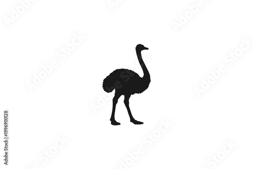 Large ostrich bird walking silhouette side view isolated on white