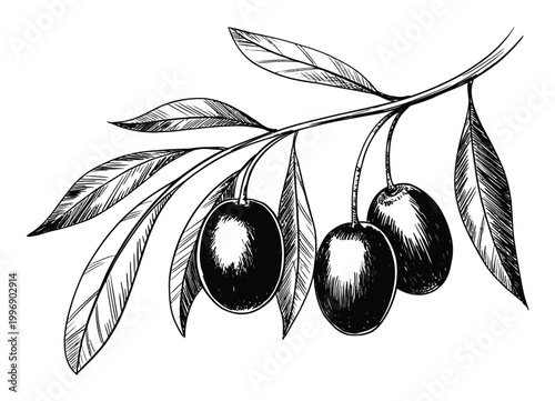 Hand-drawn of an olive branch with three ripe olives and detailed leaves