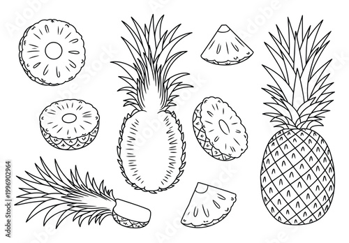 Hand-drawn of pineapples in various forms and slices