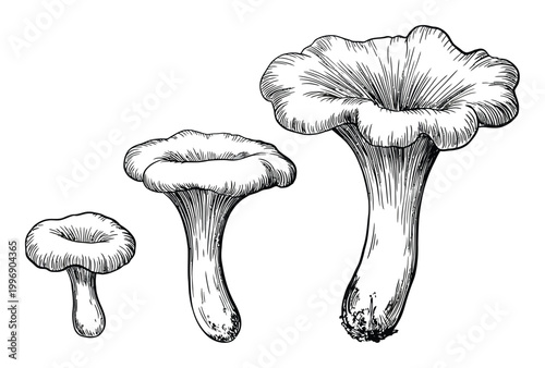 Vintage of Three Chanterelle Mushrooms in Varying Sizes