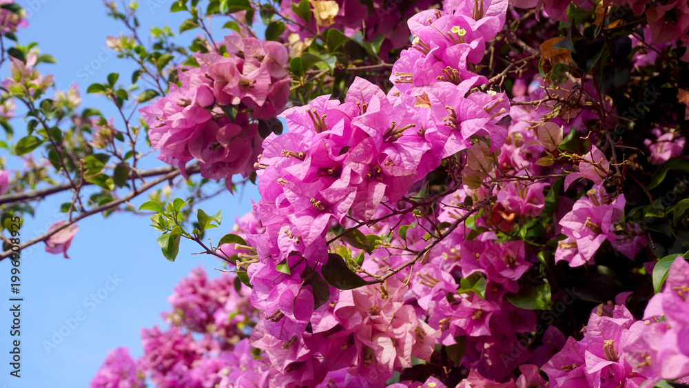 Naklejka premium Bougainvillea plant with vibrant pink-magenta bracts and small white flowers among lush green leaves.