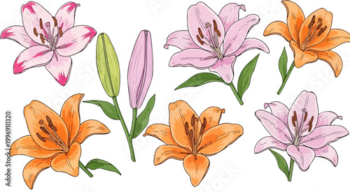 Hand drawn lily flower vector set, pink and orange lilies with green leaves and buds, botanical floral collection for wedding invitations and greeting cards