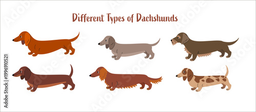 Different types of dachshunds illustration showing smooth, long haired and wire haired dogs. Flat vector collection of dachshund breeds. 