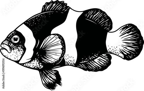 Clownfish illustration tropical marine fish with distinctive black and white bands aquatic species, coral reef, ocean wildlife