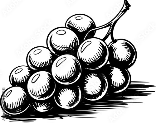 Cluster of grapes vintage drawing fresh fruit bunch with detailed shading and texture illustration