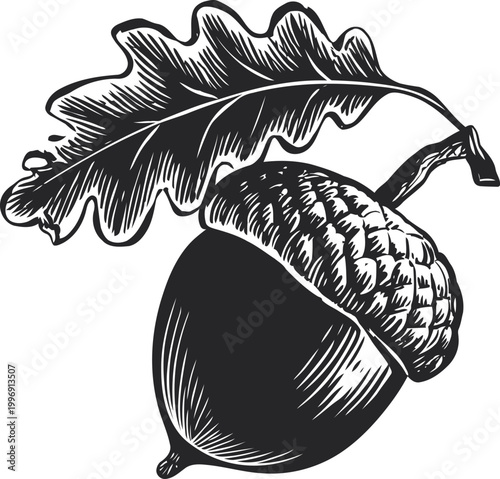 Detailed oak acorn illustration with textured leaf natural botanical design showcasing autumn seed and foliage in vintage