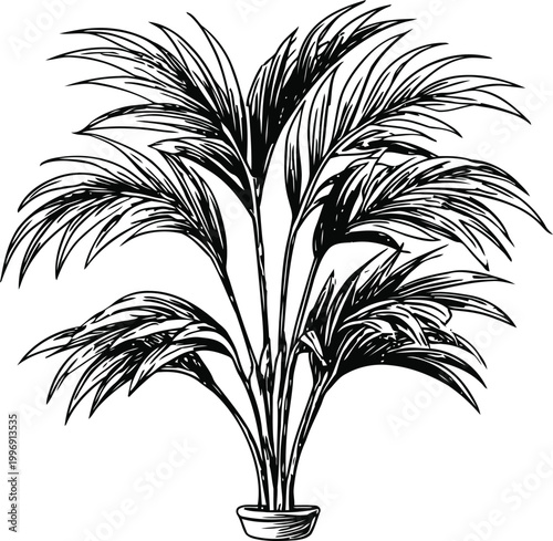 Indoor palm plant with long slender leaves in round pot, tropical houseplant illustration