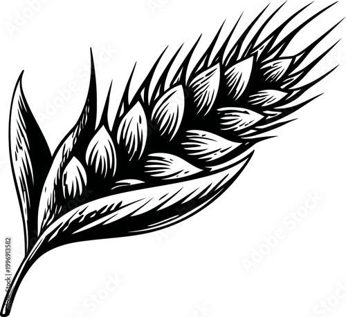 wheat ear illustration with detailed grain and leaves, agricultural crop symbol and natural food element