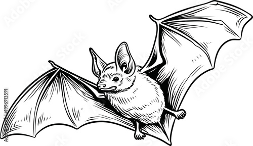 Flying bat with outstretched wings in mid flight detailed black and white illustration