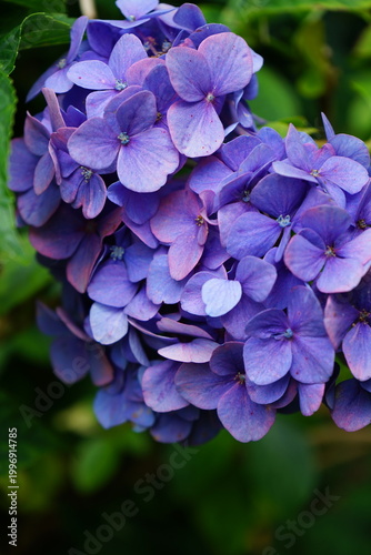 background blue hydrangea flower