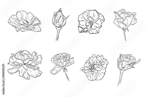Rose and hibiscus flower set in detailed line art style. Hand drawn. Collection of blooming flowers isolated, perfect for floral design, wedding invitations, packaging, prints and natural themes