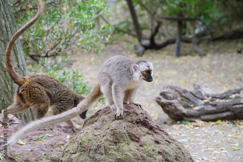 Fototapeta premium A Brown Lemur (Eulemur fulvus) standing on a rock, showing its thick grey‑brown fur, dark face, and bright yellow eyes