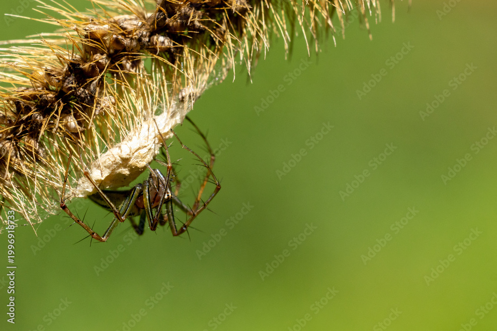 Fototapeta premium Australian Spider with Egg Sac on Branch