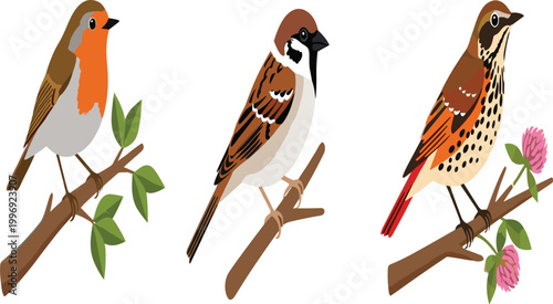 Three Common Garden Birds Perched on Branches – European Robin, House Sparrow and Song Thrush Vector Illustration