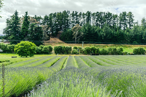 Lavender Field Rows Under Cloudy Forest Hillside