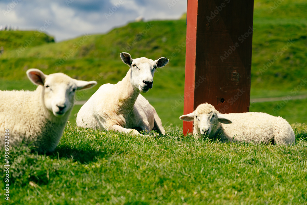Fototapeta premium Three Sheep Resting Together Sunny Hillside