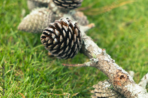 Pine Cones Attached Lichen Covered Branch