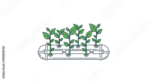 Green plants growing in hydroponic system.