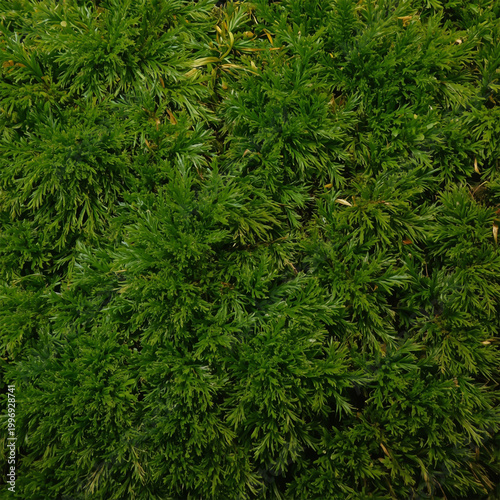Green Moss Texture
