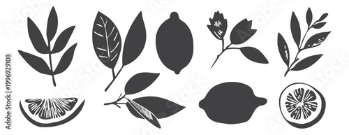 Mediterranean lemon botanical vector set with branches and leaves in minimal monochrome style. Handdrawn vintage illustration ideal for packaging, branding, menu, label, restaurant and food design