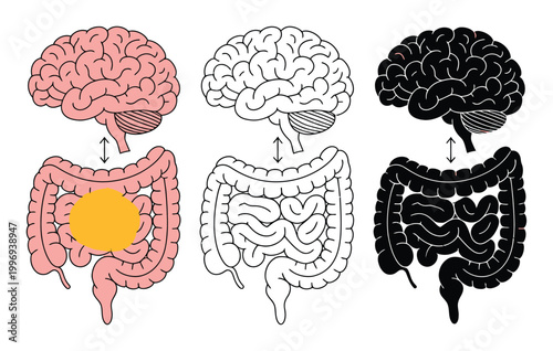 Gut Brain Connection Vector Illustration