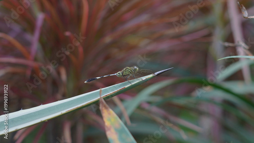 Tableau sur toile A small dragonfly with a green and black striped body appears to be perched peacefully on the tip of a long, sharp leaf