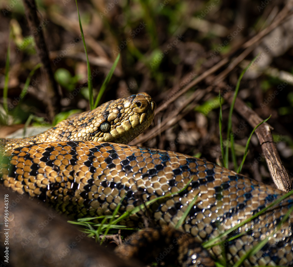 Fototapeta premium Carpet Python close-up