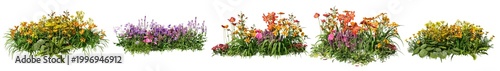 Shrubs and flower on a transparent background