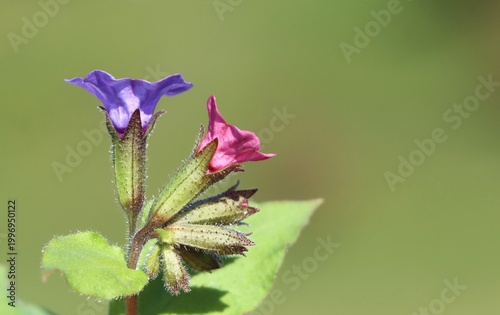 Spring background with Suffolk lungwort (Pulmonaria obscura) wildflower blooming in a meadow