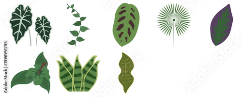 Hand Drawn Tropical Leaf Collection