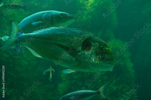 A gilthead seabream, Sparus aurata, swimming in crystal-clear waters, ideal for aquaculture and commercial fishing topics today