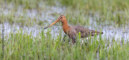 Black-tailed godwit forages in wet grassland at Eempolder in the Netherlands during spring season