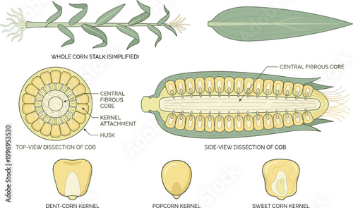 Fényképezés Corn Anatomy Vector Illustration Showing Stalk, Leaf, Cob Cross Section and Kern