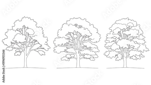 2D AutoCAD drawing of three trees with varying foliage and trunks