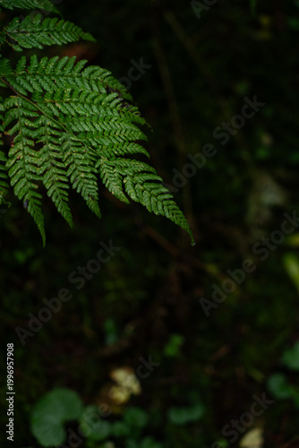 Lush green fern leaves glistening in soft light in a forest setting during late afternoon. Hiking in Carpathian Mountains, Ukraine
