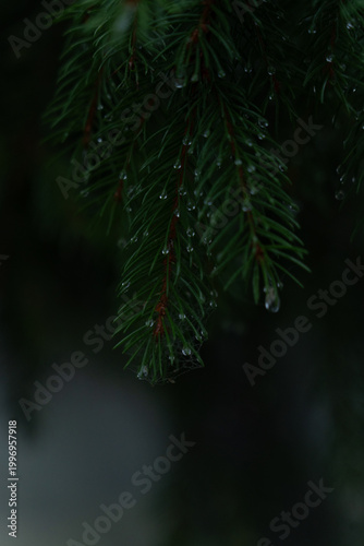 Raindrops cling to evergreen branches in a lush forest during a tranquil rain shower. Hiking in Carpathian Mountains, Ukraine