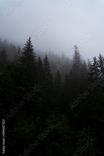 Mysterious fog envelops towering trees in a tranquil forest at dawn. Carpathian Mountains, Ukraine