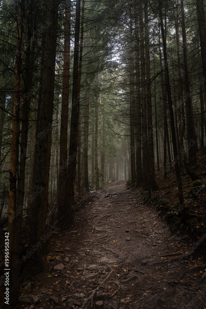 Fototapeta premium Foggy forest trail surrounded by tall trees in early morning light. Hiking in Carpathian Mountains, Ukraine
