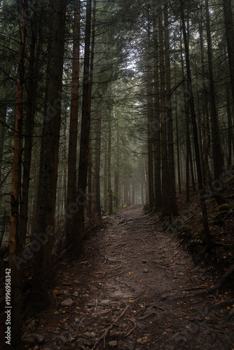 Foggy forest trail surrounded by tall trees in early morning light. Hiking in Carpathian Mountains, Ukraine