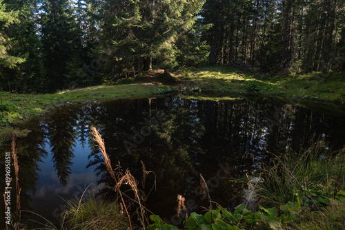 Tranquil forest pond surrounded by towering trees in an untouched natural landscape. Hiking in Carpathian Mountains, Ukraine