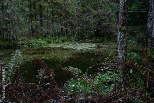 Tranquil forest pond surrounded by lush greenery in early evening light. Hiking in Carpathian Mountains, Ukraine
