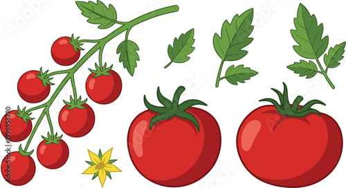 Tomato Plant Vector Illustration Set Featuring Cherry Tomato Branch, Leaves, Flower, and Whole Ripe Tomatoes for Botanical, Agriculture, and Food Design