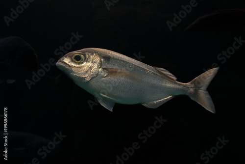 A red seabream (Spondyliosoma cantharus) swims gracefully along the seabed in a perfect natural environment