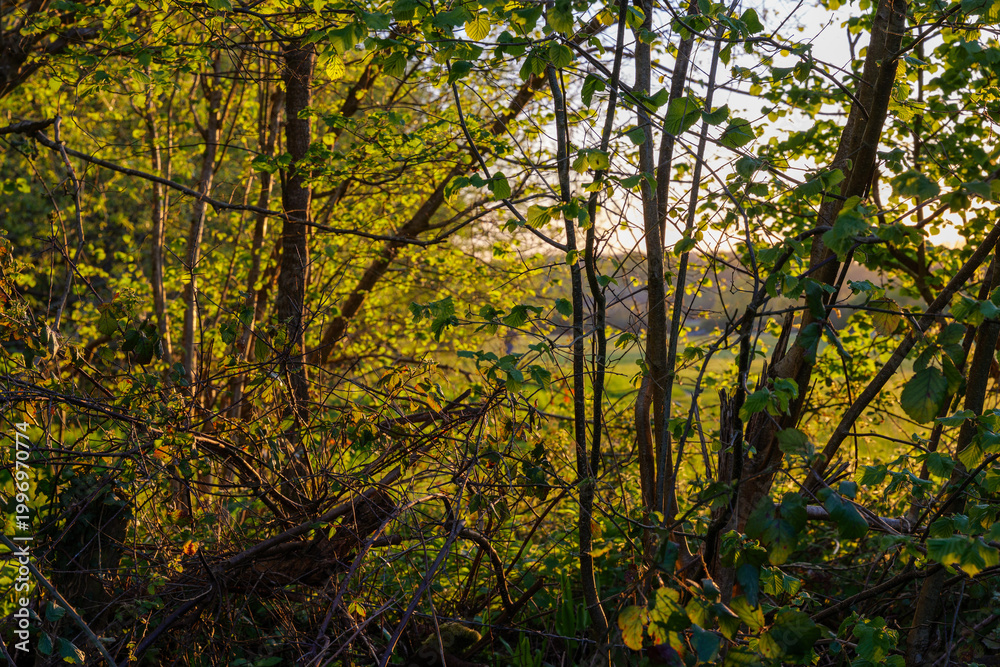 Fototapeta premium Golden sunset light filtering through dense spring tree branches and foliage.