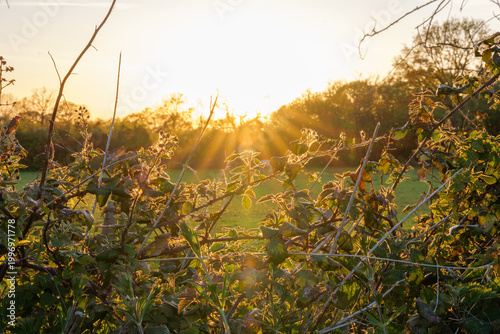 Fotografija Bright morning sunburst shining through a wild hedgerow in a green countryside field