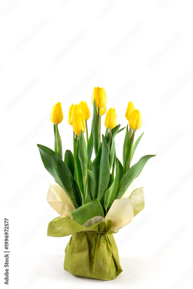 Fototapeta premium tulipani gialli