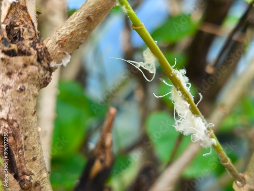 Foto Closeup macro showing white cottony mealybugs clustering along green stem, indic
