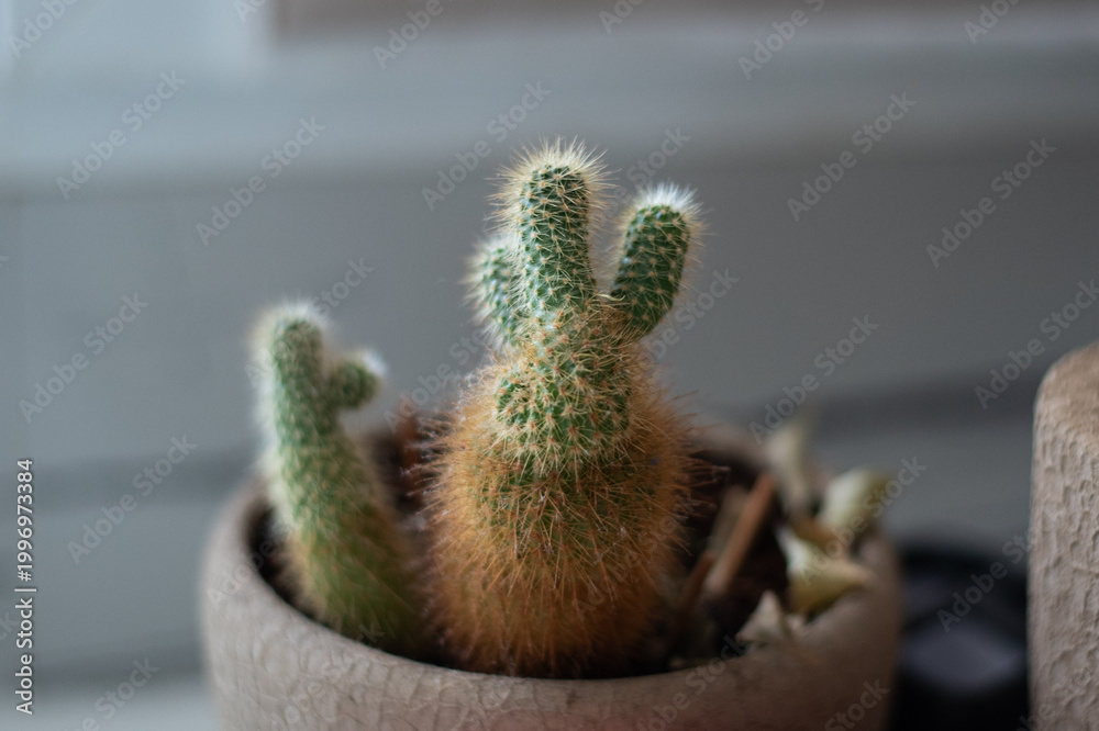 Fototapeta premium Close-up of a small potted cactus growing indoors with sharp spines and rich natural texture. Minimal botanical image ideal for home decor, houseplant, succulent, and indoor gardening themes.