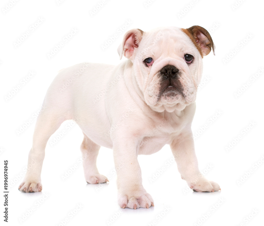 Obraz premium puppy english bulldog